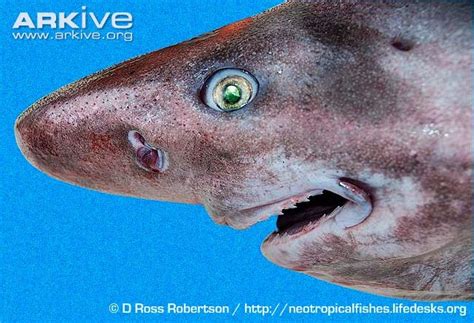 chondrichthyes fun facts|Chondrichthyes and Osteichthyes .